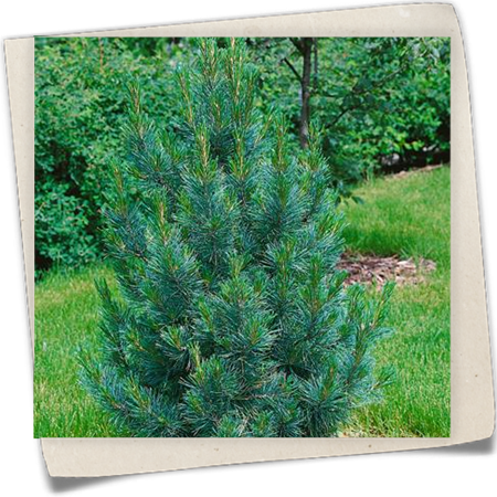 Zirbel-Kiefer 'Compacta Glauca' Zirbel-Kiefer 'Compacta Glauca'