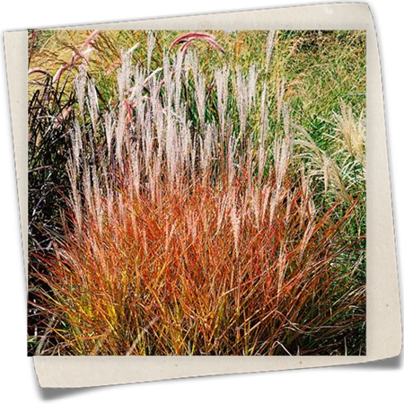 Garten-Chinaschilf 'Purpurascens' Garten-Chinaschilf 'Purpurascens'