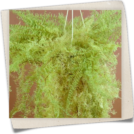 Schwertfarn 'Stingray' Schwertfarn 'Stingray'