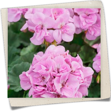 Zonal-Pelargonie Zonal-Pelargonie