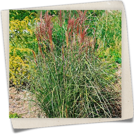 Garten-Chinaschilf 'Roter Oktober' Garten-Chinaschilf 'Roter Oktober'