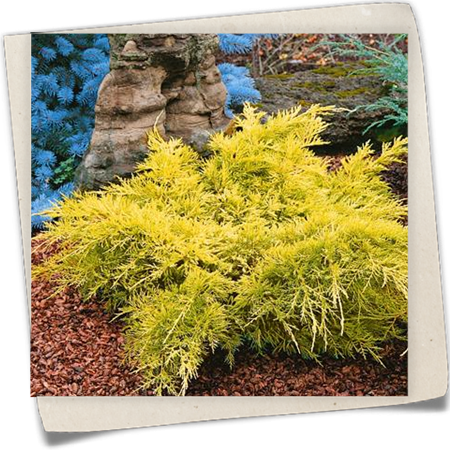 Chinesischer Wacholder 'Gold Lace' Chinesischer Wacholder 'Gold Lace'