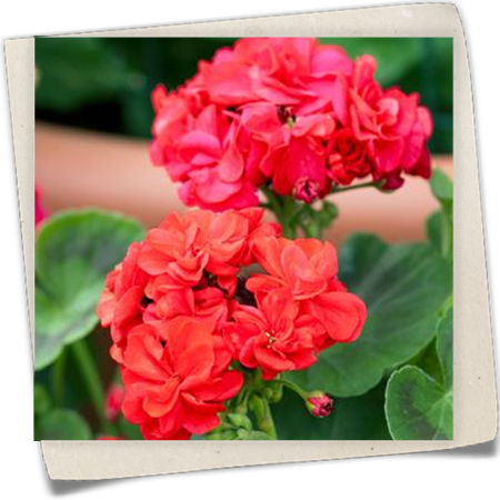 Zonal-Pelargonie Zonal-Pelargonie