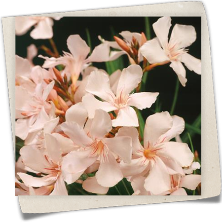 Oleander 'Petite Salmon' Oleander 'Petite Salmon'