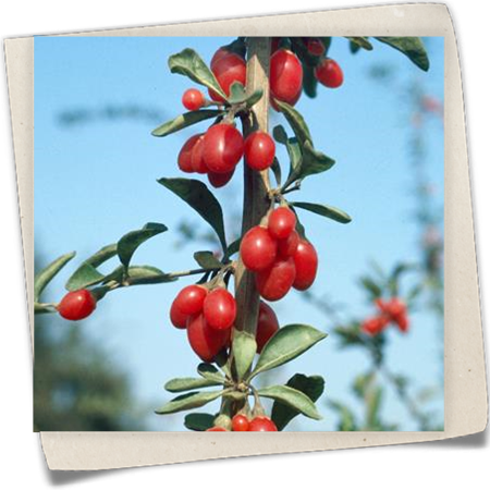Goji-Beere Goji-Beere