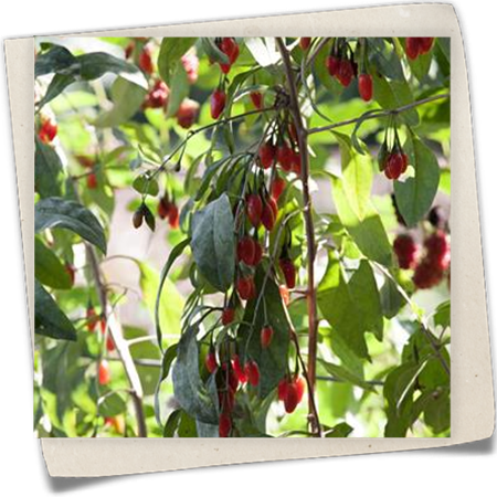 Gemeiner Bocksdorn 'Big Lifeberry'® Gemeiner Bocksdorn 'Big Lifeberry'®