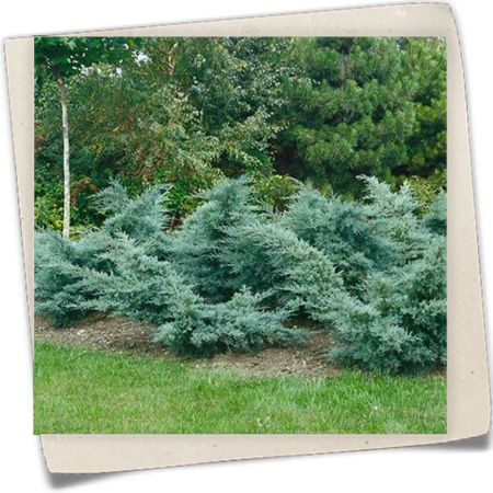 Blauer Pfitzer-Wacholder  Blauer Pfitzer-Wacholder