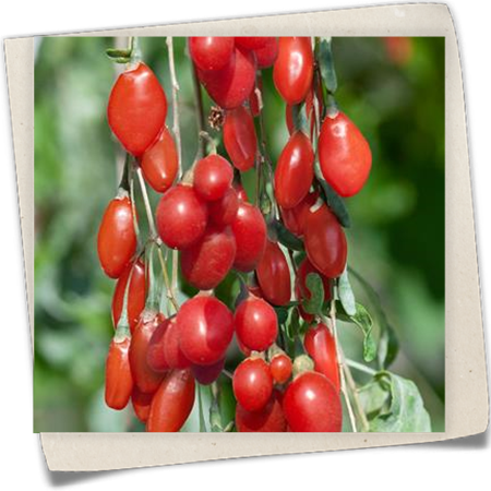 Goji-Beere 'Sweet Lifeberry'® Goji-Beere 'Sweet Lifeberry'®