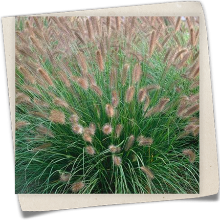 Garten-Federborstengras 'Herbstzauber' Garten-Federborstengras 'Herbstzauber'