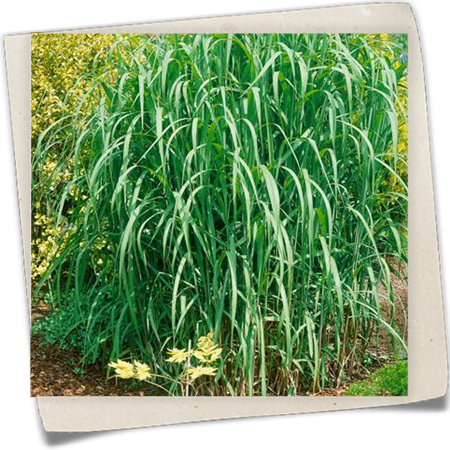 Hohes Garten-Chinaschilf 'Aksel Olsen' Hohes Garten-Chinaschilf 'Aksel Olsen'