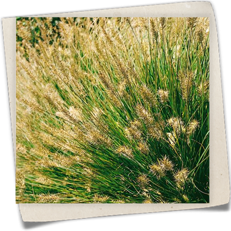 Garten-Federborstengras Garten-Federborstengras