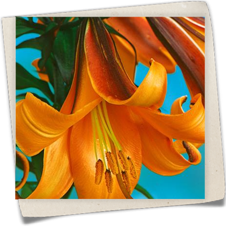 Trompeten-Lilie 'African Queen' Trompeten-Lilie 'African Queen'