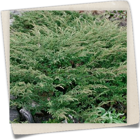 Gemeiner Wacholder 'Hornibrookii' Gemeiner Wacholder 'Hornibrookii'