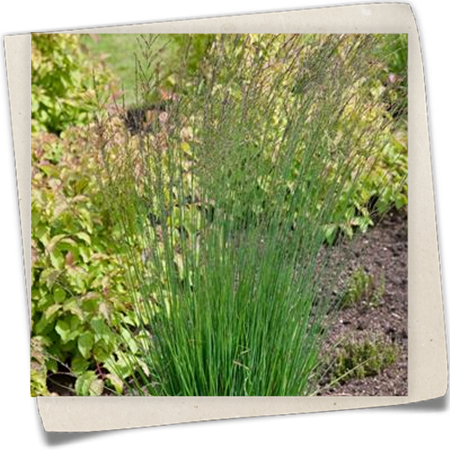 Kleines Garten-Pfeifengras 'Moorflamme' Kleines Garten-Pfeifengras 'Moorflamme'