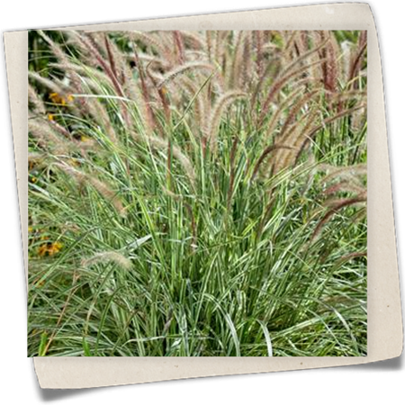 Federborstengras 'Sky Rocket'(s) Federborstengras 'Sky Rocket'(s)