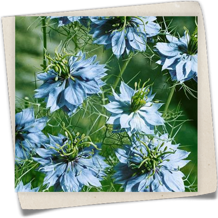 Jungfer im Grünen 'Moody Blues' Jungfer im Grünen 'Moody Blues'