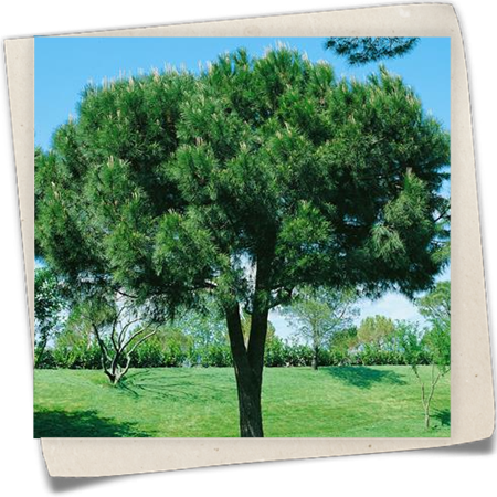 Pinie 'Silver Crest' Pinie 'Silver Crest'