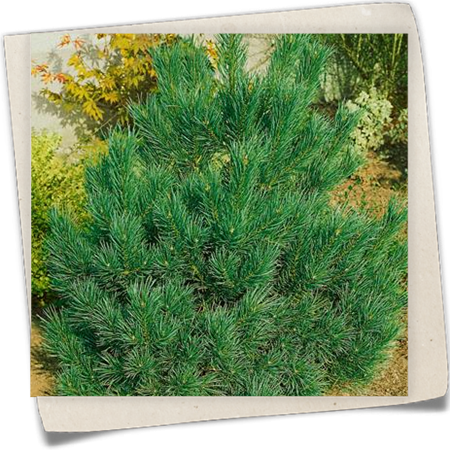 Wald-Kiefer 'Sandringham' Wald-Kiefer 'Sandringham'