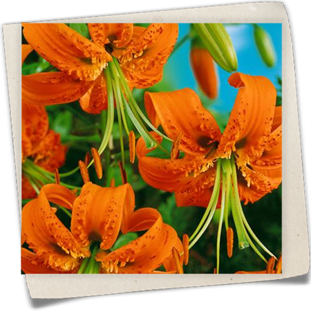 Riesen-Türkenbund-Lilie Riesen-Türkenbund-Lilie