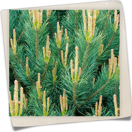 Silberkiefer 'Watereri' Silberkiefer 'Watereri'