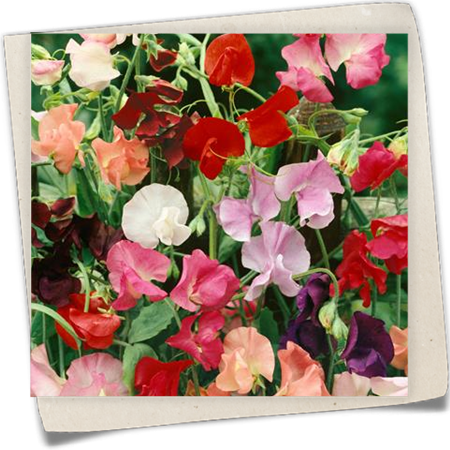 Duftwicke 'Biedermeier' Duftwicke 'Biedermeier'