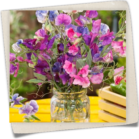 Gartenwicke 'Elegant Ladies' Gartenwicke 'Elegant Ladies'