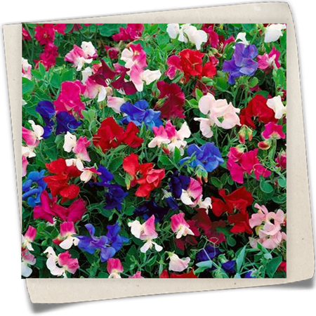 Gartenwicke Gartenwicke