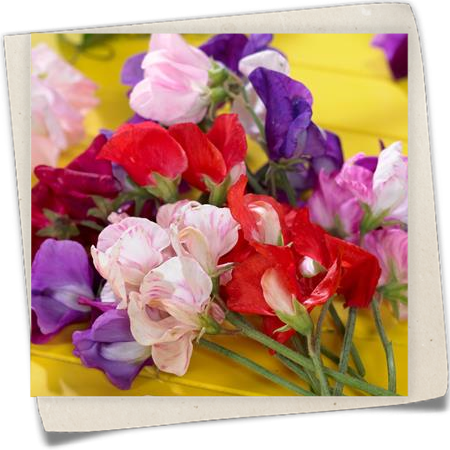 Gartenwicke 'Fragrantissima' Gartenwicke 'Fragrantissima'