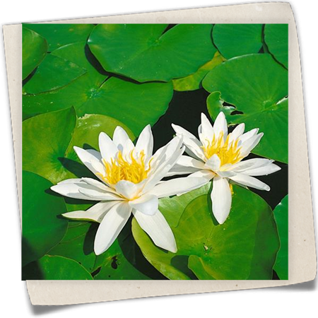 Seerose 'Arc-en-ciel' Seerose 'Arc-en-ciel'