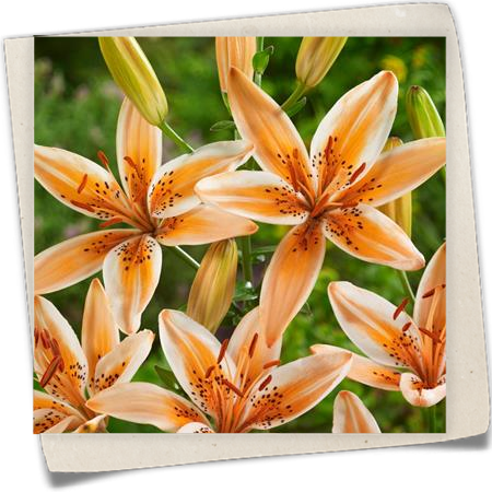 Asiatische Lilie 'Orange Electric' Asiatische Lilie 'Orange Electric'