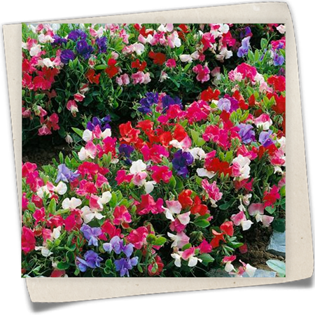 Balkon-Duftwicke 'Little Cuties' Balkon-Duftwicke 'Little Cuties'