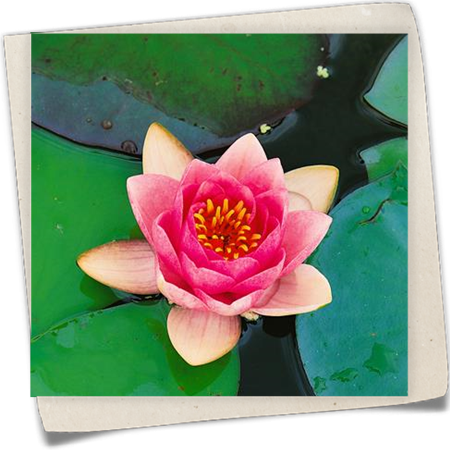 Garten-Seerose 'Charles de Meurville' Garten-Seerose 'Charles de Meurville'