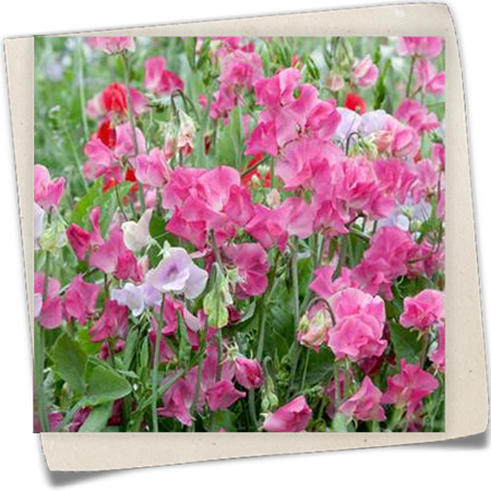 Duftwicke 'Sommerduft' Duftwicke 'Sommerduft'