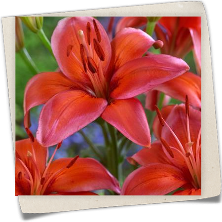 Asiatische Lilie 'Red Electric' Asiatische Lilie 'Red Electric'