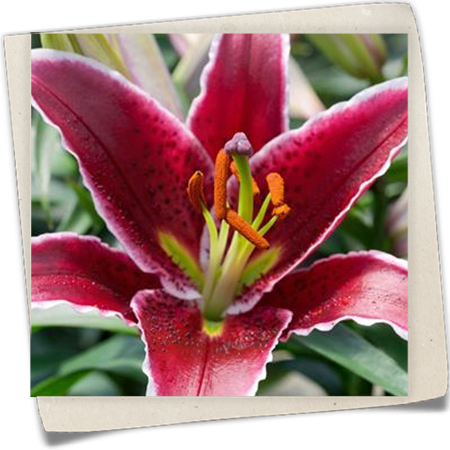 Orientalische Lilie 'Scheherazade' Orientalische Lilie 'Scheherazade'