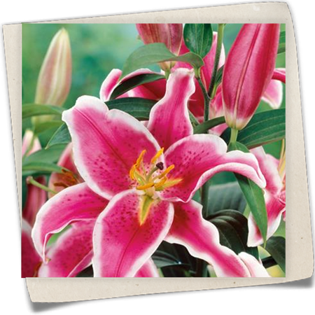 Orientalische Lilie 'Starlight Express' Orientalische Lilie 'Starlight Express'