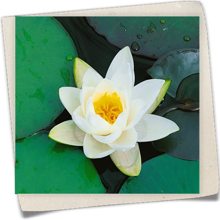 Duftende Seerose Duftende Seerose