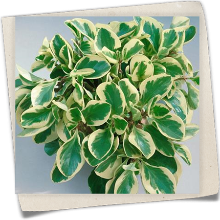 Peperomie 'Greengold' Peperomie 'Greengold'
