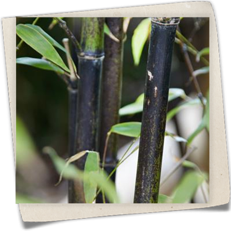 Schwarzrohrbambus Schwarzrohrbambus