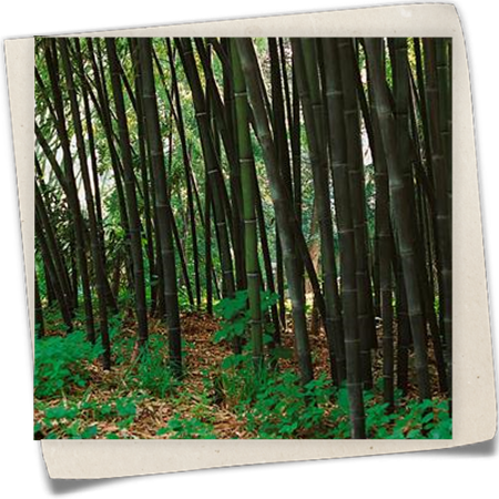 Schwarzrohrbambus 'Punctata' Schwarzrohrbambus 'Punctata'