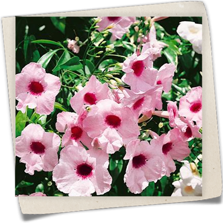 Rosa Pandorea Rosa Pandorea