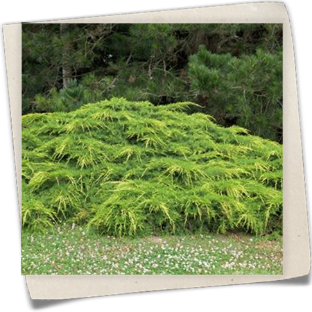 Gelber Pfitzerwacholder Gelber Pfitzerwacholder