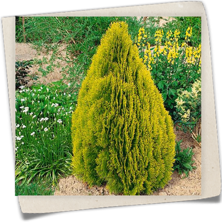 Gelbbunter Morgenländischer Lebensbaum 'Pyramidalis Aurea' Gelbbunter Morgenländischer Lebensbaum 'Pyramidalis Aurea'