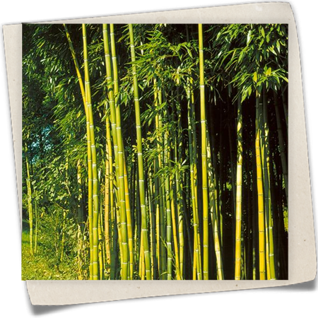 Grüner Pulver Bambus Grüner Pulver Bambus