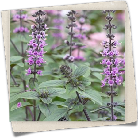 Anisbasilikum Anisbasilikum