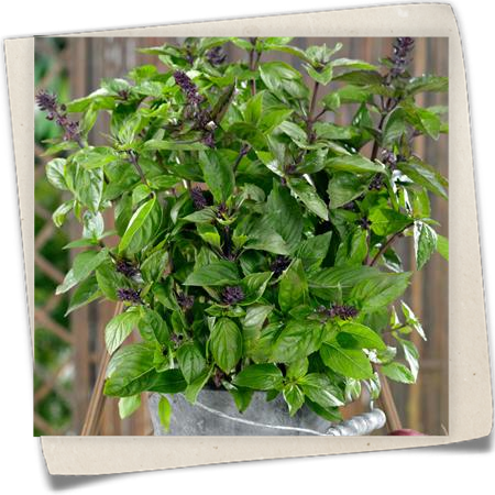 Zimt-Basilikum 'Cinamonette' Zimt-Basilikum 'Cinamonette'