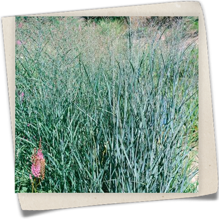Garten-Ruten-Hirse 'Heavy Metal' Garten-Ruten-Hirse 'Heavy Metal'