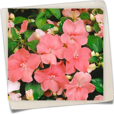 Fleißiges Lieschen Fleißiges Lieschen