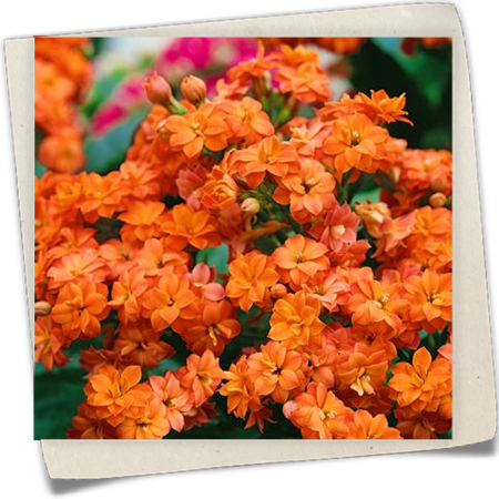 Kalanchoe 'Calandiva'® Kalanchoe 'Calandiva'®