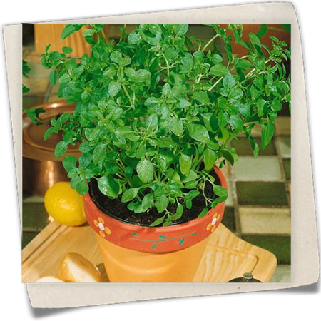 Garten-Basilikum 'Feinblättriges Grünes' Garten-Basilikum 'Feinblättriges Grünes'